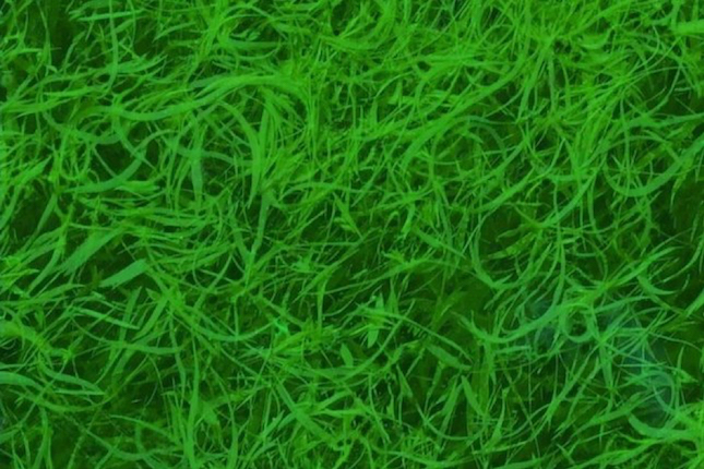 Insolite à Toulouse : le premier arbre à algues expérimenté